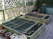 growing vegetables