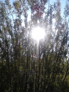 sunshine through willow trees